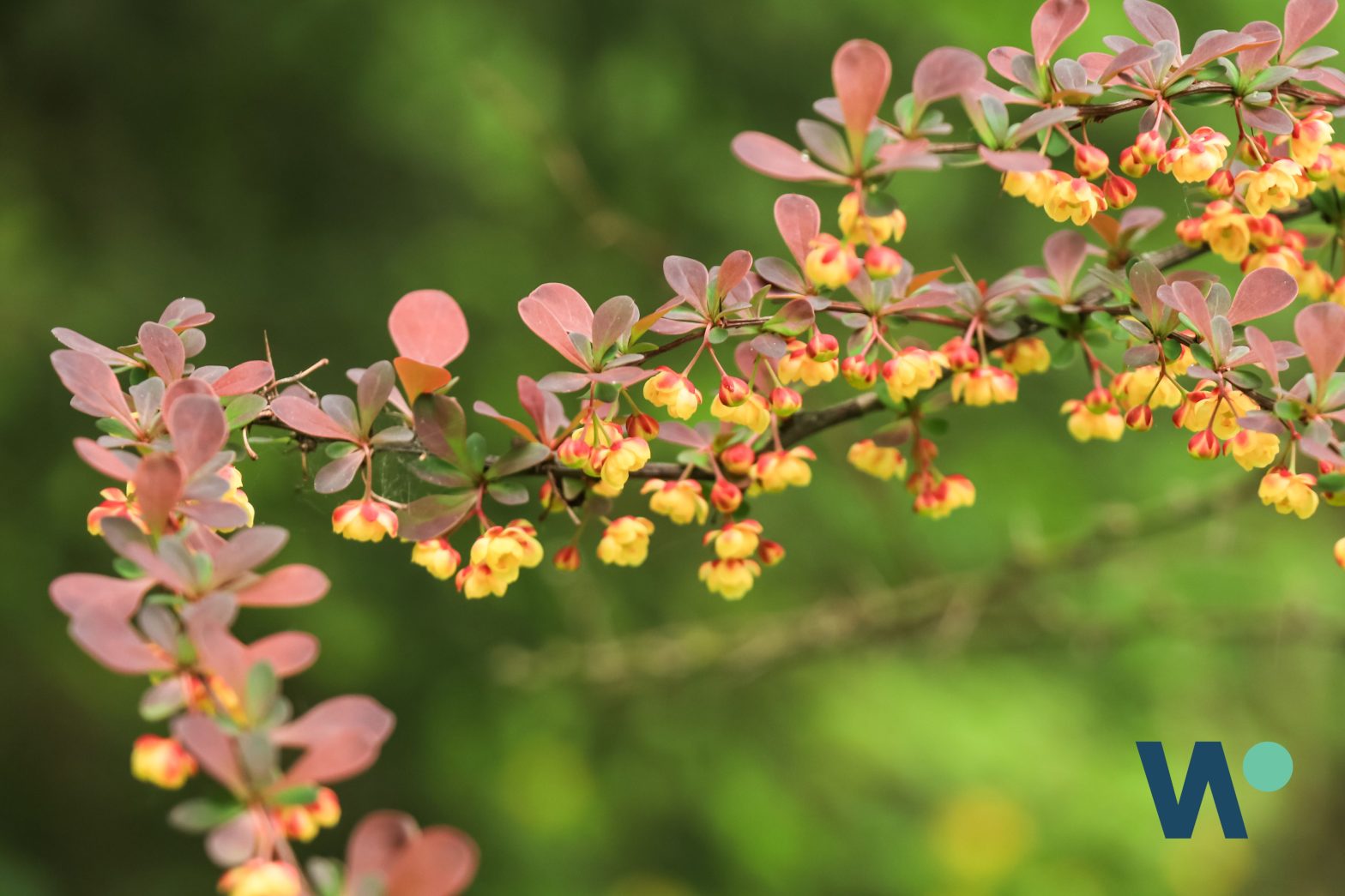 what is berberine